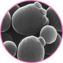 酵母の顕微鏡写真